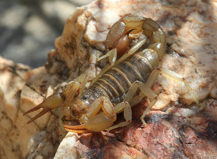 Arizona Stripe-tailed Scorpion